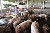 Giá heo hơi đột ngột giảm sau khi tăng nhanh Giá heo hơi đột ngột giảm sau khi tăng nhanh