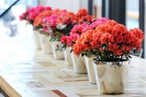 Những loài hoa rước lộc về nhà mà có thể bạn chưa biết Những loài hoa rước lộc về nhà mà có thể bạn chưa biết