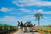 Vinamilk là đại diện duy nhất của Việt Nam vào top 10 doanh nghiệp xuất sắc nhất châu Á Vinamilk là đại diện duy nhất của Việt Nam vào top 10 doanh nghiệp xuất sắc nhất châu Á
