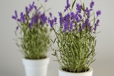 7 loại cây gia vị quen thuộc giúp muỗi tránh xa ngôi nhà của bạn nên trồng ngay hôm nay 7 loại cây gia vị quen thuộc giúp muỗi tránh xa ngôi nhà của bạn nên trồng ngay hôm nay