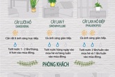 12 loại cây cảnh đặc biệt sống tốt nếu để trong nhà và "bí kíp" chăm sóc từ A đến Z 12 loại cây cảnh đặc biệt sống tốt nếu để trong nhà và "bí kíp" chăm sóc từ A đến Z