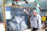 Huyền tích bí ẩn Cá Thần linh thiêng cứu người ở Bến Tre Huyền tích bí ẩn Cá Thần linh thiêng cứu người ở Bến Tre