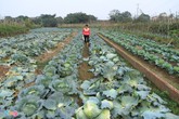 Khóc vì mùa đông không lạnh Khóc vì mùa đông không lạnh