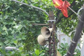 Loa phường 4 quận nội thành Hà Nội chỉ phát những lúc nào? Loa phường 4 quận nội thành Hà Nội chỉ phát những lúc nào?