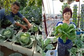 Mê mẩn vườn rau xanh mướt trên sân thượng 40m² với chi phí 7 triệu đồng của người chồng chiều vợ Mê mẩn vườn rau xanh mướt trên sân thượng 40m² với chi phí 7 triệu đồng của người chồng chiều vợ