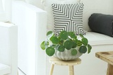 10 loài cây cảnh vô cùng nhỏ nhắn và xinh xắn để đưa vào trồng trong nhà 10 loài cây cảnh vô cùng nhỏ nhắn và xinh xắn để đưa vào trồng trong nhà