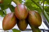 Hướng dẫn cách trồng cà chua thân gỗ Tamarillo đang vô cùng "hot" hiện nay Hướng dẫn cách trồng cà chua thân gỗ Tamarillo đang vô cùng "hot" hiện nay