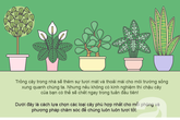 Cách chọn cây cảnh tốt nhất cho mỗi phòng trong nhà Cách chọn cây cảnh tốt nhất cho mỗi phòng trong nhà