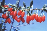 Khi chồng "lười" quan hệ tình dục Khi chồng "lười" quan hệ tình dục