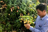 Vải thiều Bắc Giang mất mùa, giá tăng mạnh Vải thiều Bắc Giang mất mùa, giá tăng mạnh