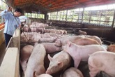 Bộ Tài chính yêu cầu doanh nghiệp giảm giá bán thức ăn chăn nuôi Bộ Tài chính yêu cầu doanh nghiệp giảm giá bán thức ăn chăn nuôi