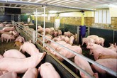 “Nóng” chuyện thịt lợn “Nóng” chuyện thịt lợn
