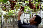 Nho Ninh Thuận giá cao gấp 1,5 lần nhưng mất mùa Nho Ninh Thuận giá cao gấp 1,5 lần nhưng mất mùa