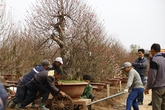 Tấp nập người mua đào giá rẻ vì hoa nở quá sớm Tấp nập người mua đào giá rẻ vì hoa nở quá sớm