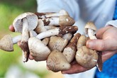 Nấm mối đầu mùa gần nửa triệu đồng mỗi kg Nấm mối đầu mùa gần nửa triệu đồng mỗi kg