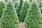 Chơi trội dịp Noel: Cây thông 5 mét nguyên gốc từ Đan Mạch về Việt Nam Chơi trội dịp Noel: Cây thông 5 mét nguyên gốc từ Đan Mạch về Việt Nam