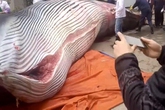 Công ty xẻ thịt cá voi 8 tấn để thưởng Tết cho nhân viên Công ty xẻ thịt cá voi 8 tấn để thưởng Tết cho nhân viên