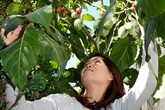 Cà chua Tamarillo 1 triệu đồng/1kg vẫn đắt khách Cà chua Tamarillo 1 triệu đồng/1kg vẫn đắt khách