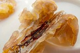 Tuyết giáp: Thần dược ếch nhái 100 triệu/kg nấu chè giải nhiệt Tuyết giáp: Thần dược ếch nhái 100 triệu/kg nấu chè giải nhiệt
