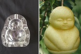 Nhờ thiết bị này mà giờ bạn có thể tự trồng các loại quả kỳ lạ mà nhà vườn bán đắt gấp 10 lần bình thường Nhờ thiết bị này mà giờ bạn có thể tự trồng các loại quả kỳ lạ mà nhà vườn bán đắt gấp 10 lần bình thường