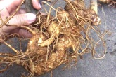 Sự thật củ tam thất gần 2kg khiến đại gia mất 100 triệu Sự thật củ tam thất gần 2kg khiến đại gia mất 100 triệu