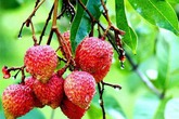 13 lợi ích tuyệt vời của trái vải đối với sức khỏe và sắc đẹp 13 lợi ích tuyệt vời của trái vải đối với sức khỏe và sắc đẹp