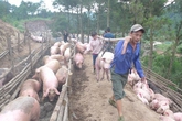 Trung Quốc mua gom thịt lợn: "Không cẩn thận, lại phải giải cứu" Trung Quốc mua gom thịt lợn: "Không cẩn thận, lại phải giải cứu"