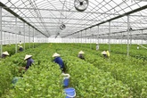 Trang trại tía tô 700 đồng một lá xuất đi Nhật Trang trại tía tô 700 đồng một lá xuất đi Nhật