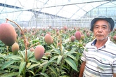 Cây xoài 'vỡ kế hoạch' cho 800 quả ở Nhật Cây xoài 'vỡ kế hoạch' cho 800 quả ở Nhật