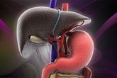 Gan là bộ phận thải độc rất quan trọng: Chịu khó ăn những loại thực phẩm này để bổ gan Gan là bộ phận thải độc rất quan trọng: Chịu khó ăn những loại thực phẩm này để bổ gan