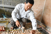 Ngưỡng mộ người đàn ông tật nguyền kiếm bộn tiền từ nuôi gà Ngưỡng mộ người đàn ông tật nguyền kiếm bộn tiền từ nuôi gà
