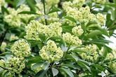 Ngửi mùi hoa sữa ảnh hưởng đến sức khỏe như thế nào? Ngửi mùi hoa sữa ảnh hưởng đến sức khỏe như thế nào?
