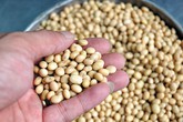 Công dụng của hạt đậu tương và đậu nành Công dụng của hạt đậu tương và đậu nành