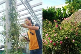 Ngắm mãi không chán vườn hoa hồng đẹp như mơ của chàng họa sĩ 8x Đà Nẵng Ngắm mãi không chán vườn hoa hồng đẹp như mơ của chàng họa sĩ 8x Đà Nẵng