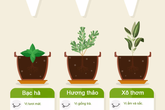 Hướng dẫn xây dựng khu vườn thảo mộc nhỏ xinh cho gia đình Hướng dẫn xây dựng khu vườn thảo mộc nhỏ xinh cho gia đình