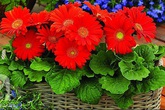 6 loại cây cảnh để trong phòng giúp bạn đặt lưng xuống là ngủ ngon lành 6 loại cây cảnh để trong phòng giúp bạn đặt lưng xuống là ngủ ngon lành
