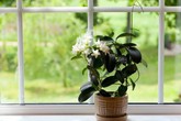 10 cây cảnh thanh lọc không khí phòng ngủ rất dễ chăm sóc 10 cây cảnh thanh lọc không khí phòng ngủ rất dễ chăm sóc