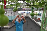 Giàn bí dưa hấu, bầu hồ lô lúc lỉu trên sân thượng 18 m2 của bà mẹ Hà Nội Giàn bí dưa hấu, bầu hồ lô lúc lỉu trên sân thượng 18 m2 của bà mẹ Hà Nội