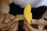 Lên Đà Lạt vào vườn ăn dưa hấu tí hon không hạt Lên Đà Lạt vào vườn ăn dưa hấu tí hon không hạt