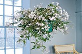 5 loại cây tốt cho giấc ngủ mỗi nhà nên có ít nhất một cây trong phòng ngủ 5 loại cây tốt cho giấc ngủ mỗi nhà nên có ít nhất một cây trong phòng ngủ