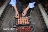 Lãi "khủng" 50 triệu/tháng nhờ nuôi gà siêu đẻ Lãi "khủng" 50 triệu/tháng nhờ nuôi gà siêu đẻ