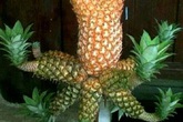 Rau quả cũng có lúc sinh đôi, sinh ba kỳ diệu đến thế này Rau quả cũng có lúc sinh đôi, sinh ba kỳ diệu đến thế này
