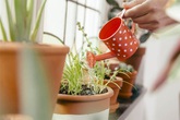 Cây cảnh sắp chết vẫn có thể sống lại nhờ 5 mẹo nhỏ phục hồi ít người biết Cây cảnh sắp chết vẫn có thể sống lại nhờ 5 mẹo nhỏ phục hồi ít người biết