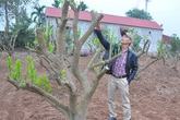 Nghề "cắt, tỉa" phục vụ đại gia kiếm chục triệu mỗi tháng ở Thủ đô Nghề "cắt, tỉa" phục vụ đại gia kiếm chục triệu mỗi tháng ở Thủ đô