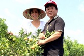 Vườn cây trái bạt ngàn cho hàng tạ quả mỗi vụ của NSƯT Chiều Xuân Vườn cây trái bạt ngàn cho hàng tạ quả mỗi vụ của NSƯT Chiều Xuân