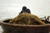 "Sốt" rong mơ giá cao gấp đôi năm ngoái, ngư dân ra biển mò vớt "Sốt" rong mơ giá cao gấp đôi năm ngoái, ngư dân ra biển mò vớt