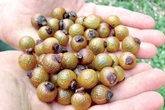 Giải mã hiện tượng nước giặt xả chiết xuất từ quả bồ hòn Dr. Spock Organics Giải mã hiện tượng nước giặt xả chiết xuất từ quả bồ hòn Dr. Spock Organics