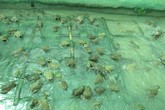 Cho ếch ngồi trên, cá trê bơi ở dưới, 3 tháng lãi 35 triệu đồng Cho ếch ngồi trên, cá trê bơi ở dưới, 3 tháng lãi 35 triệu đồng