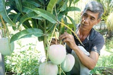 1 cây xoài ra 2 loại trái, cụ ông "bỏ ống" 90 triệu/vụ 1 cây xoài ra 2 loại trái, cụ ông "bỏ ống" 90 triệu/vụ
