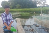 Kiếm hàng trăm triệu/năm nhờ nuôi loài cá lóc đầu nhọn Kiếm hàng trăm triệu/năm nhờ nuôi loài cá lóc đầu nhọn